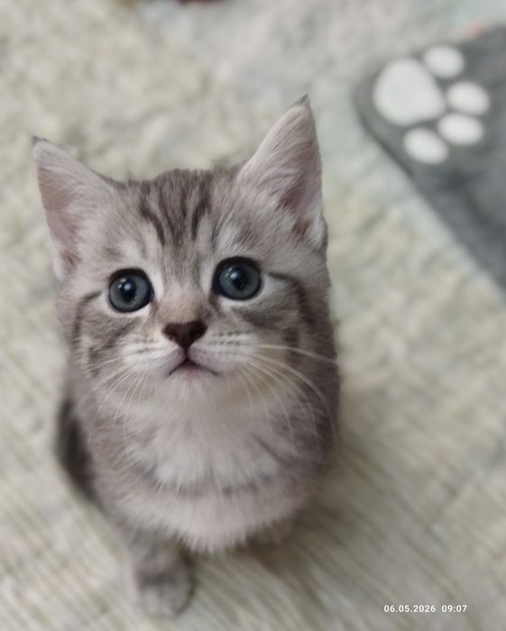 Продаются шотландские котята