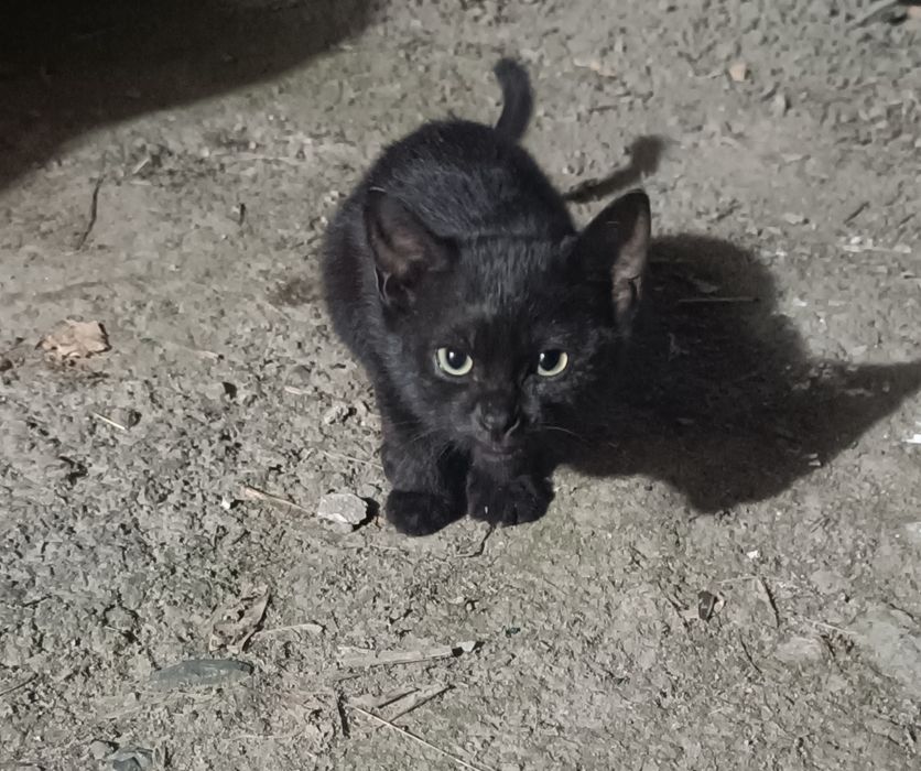 Отдам ласкового котенка в добрые руки бесплатно