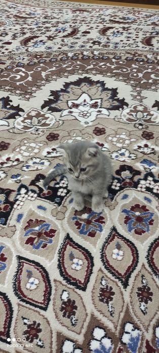 Mushukcha sotiladi zoti British Shorthair