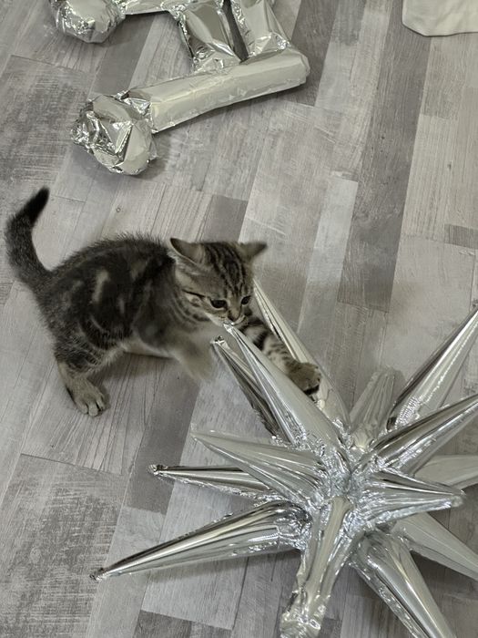 Продам котенка( мальчик)