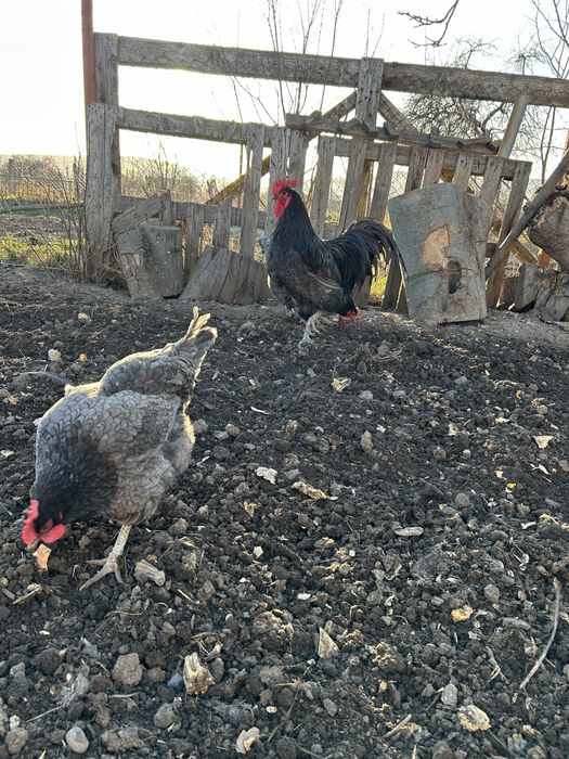 Vând cocosi Jersey Giant albastru