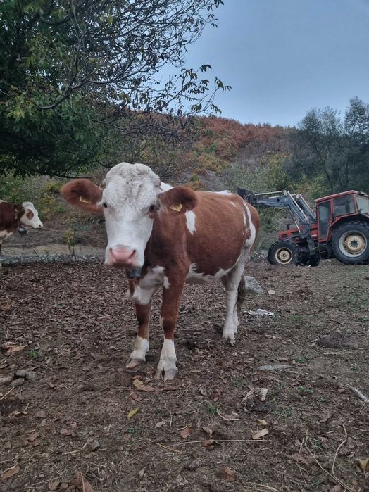 Vând vacă baltată