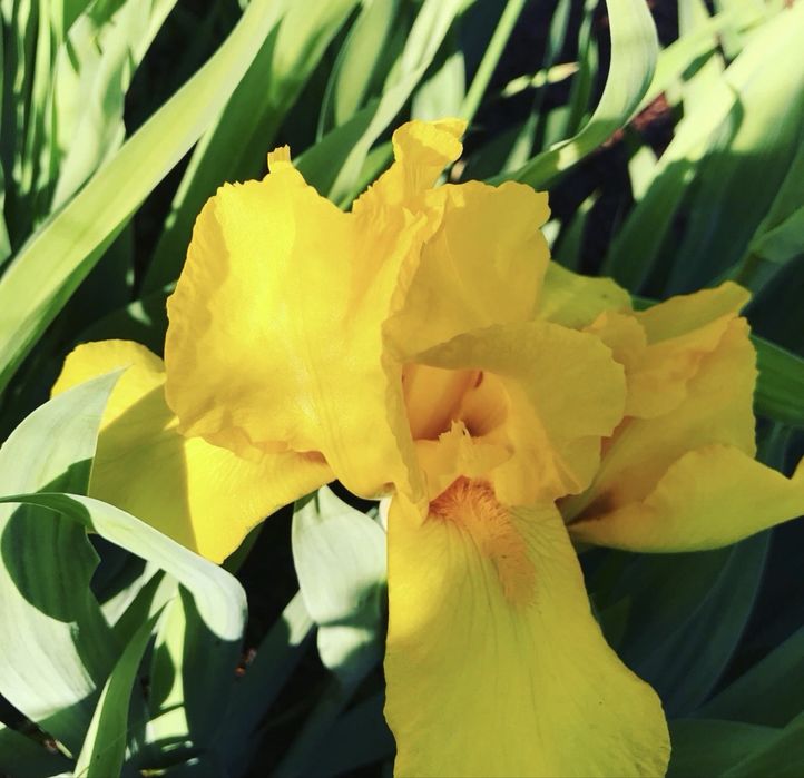Ирисы высокорослые