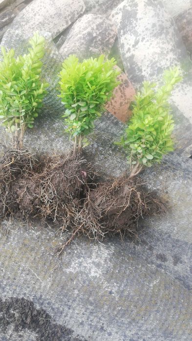 Чемшир за озеленяване