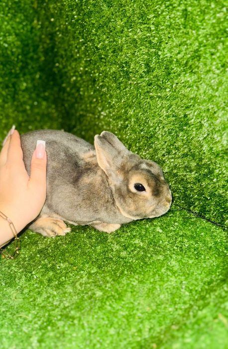 Мини, декор кролики продам