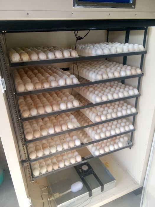 Инкубатор сотилади 1056 талик 2 та