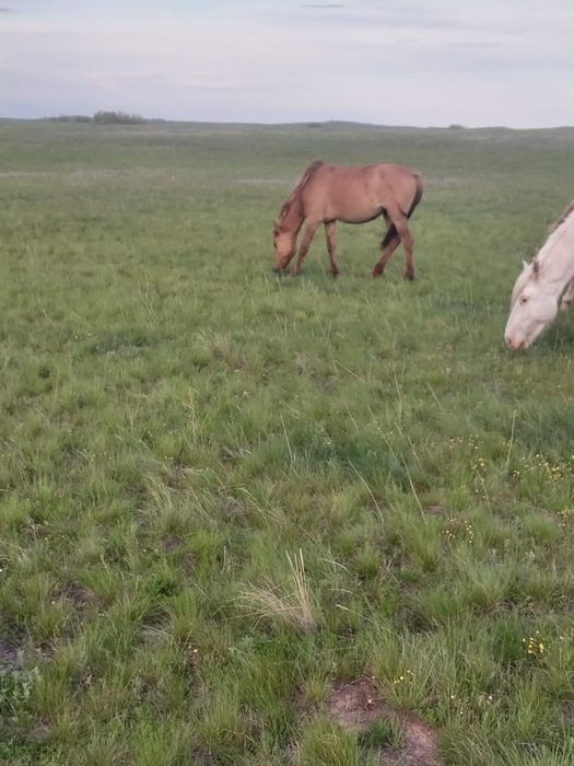 Продам тай и байтал