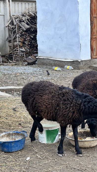 екеуіде тоқты қошқар