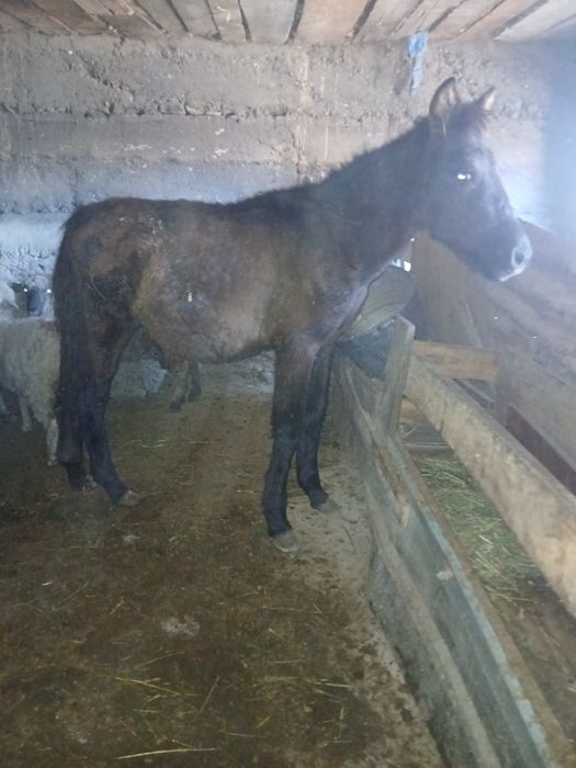 Продам срочно продам