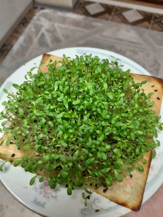 сорт Багира Дрожевой 97 % свхожесть