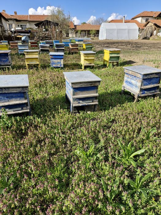 Празни   кошери дадан блад