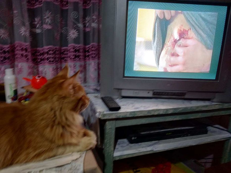 Мейнкун на вязку