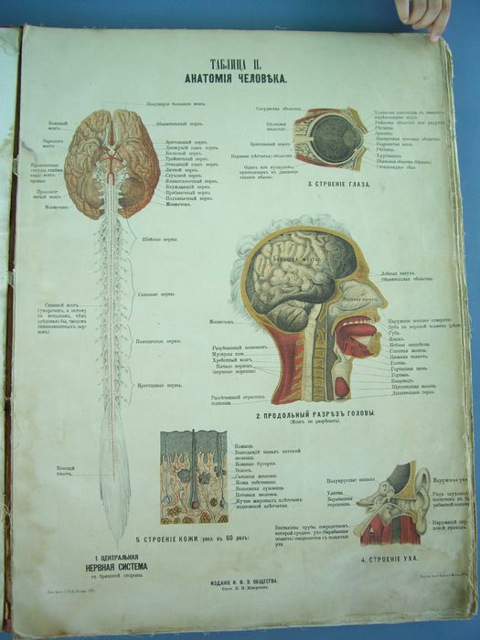 1881 Голям руски Анатомичен атлас