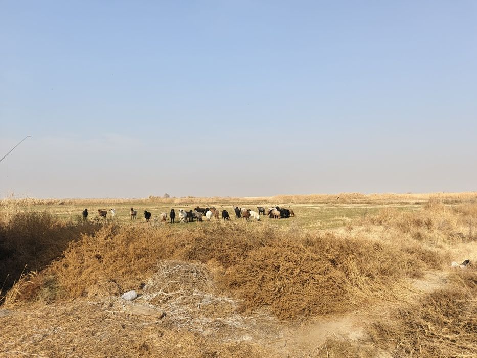 молхона сотилади 6 гектар