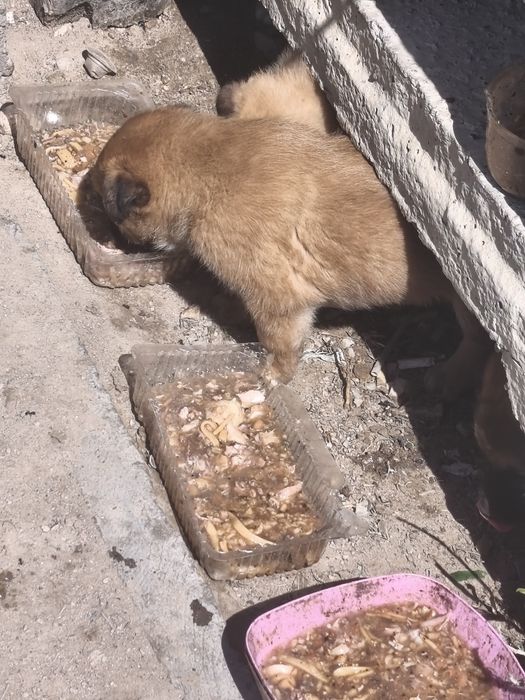 Шенки в добрые руки