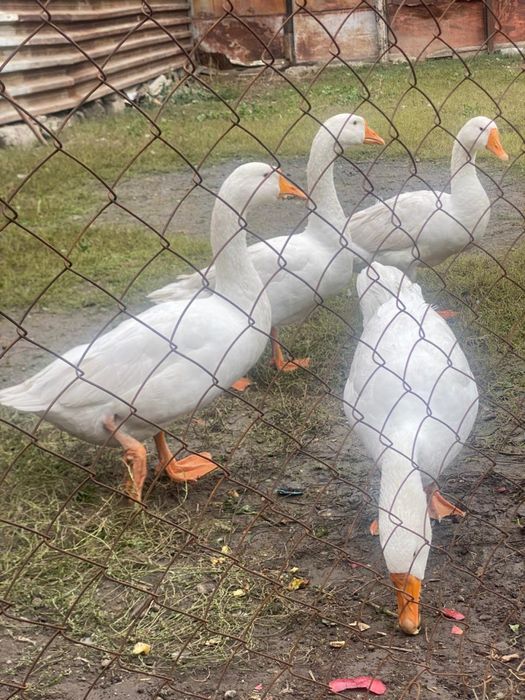 Гуси крупные серые