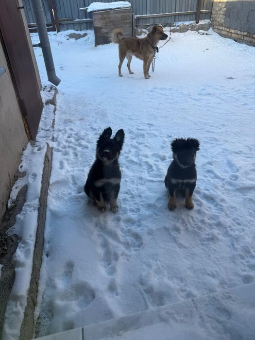 Дарю щенят!       .