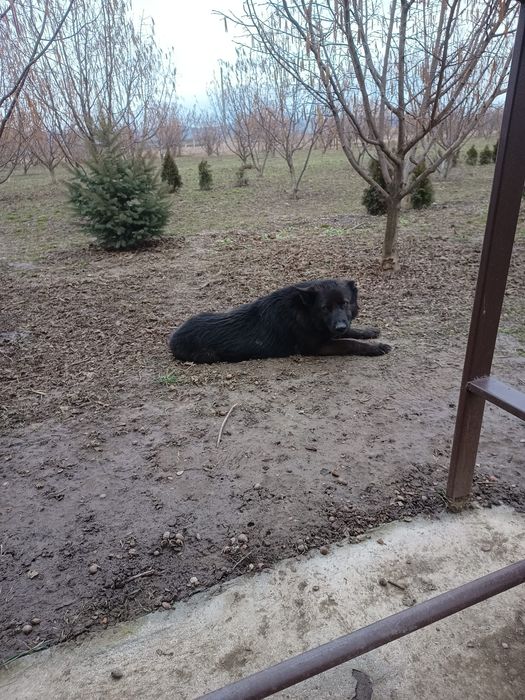 Donez cățea lup negru