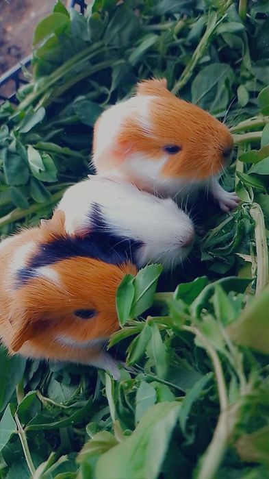 Sotiladi asalchalar sayredi