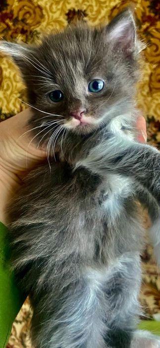 котята маленькие