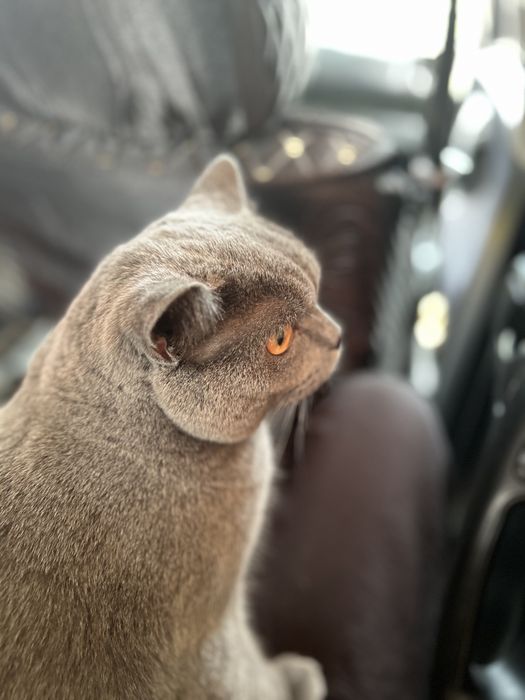 Отдам кота в добрые руки