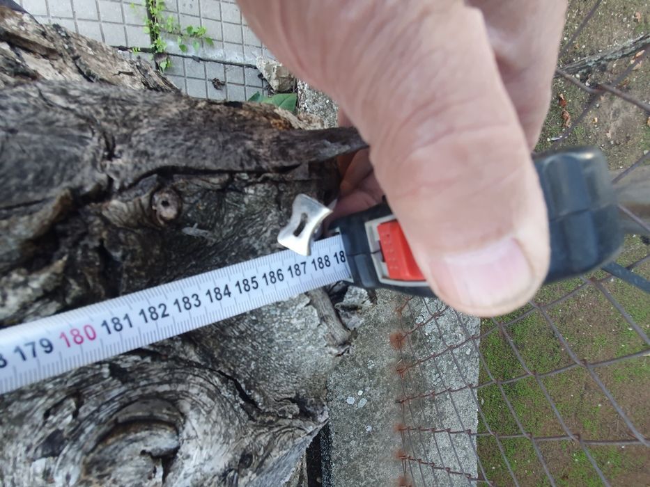 Орехов труп,отрязан пролетта