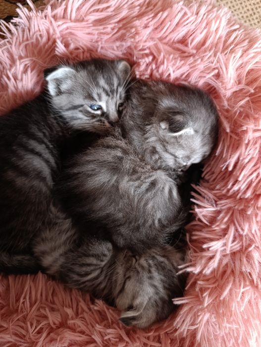 Котята Скотиш фолд