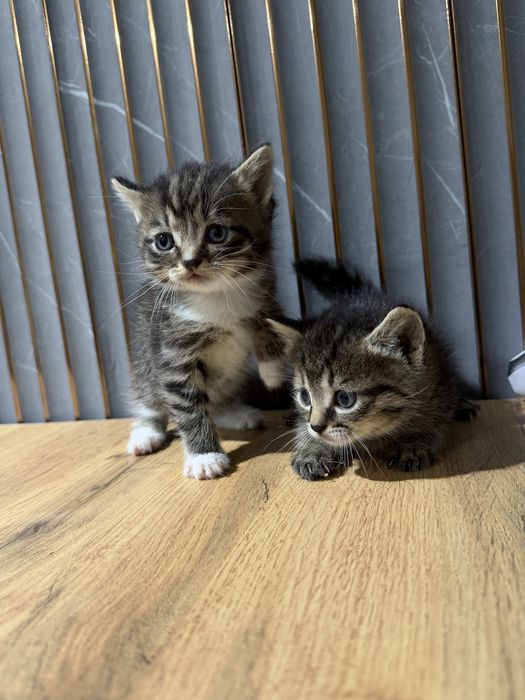 Котята скоттиш страйт