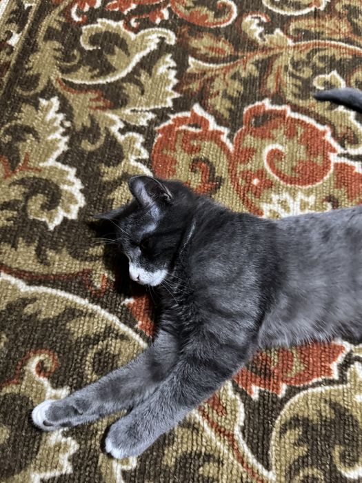 Кошка в добрые руки