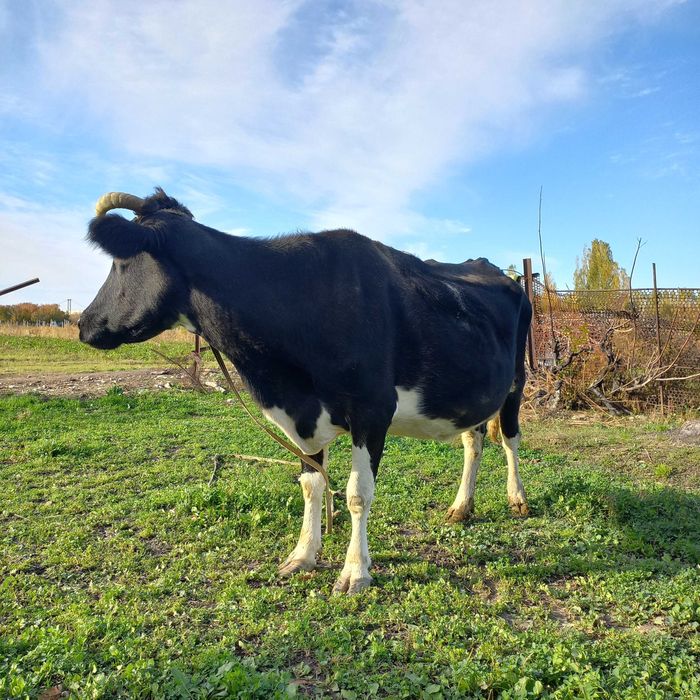 Chirchiq shahridan zotdor sigir