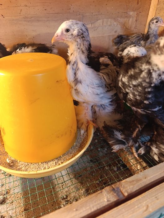 Цыплята Брама мрамор