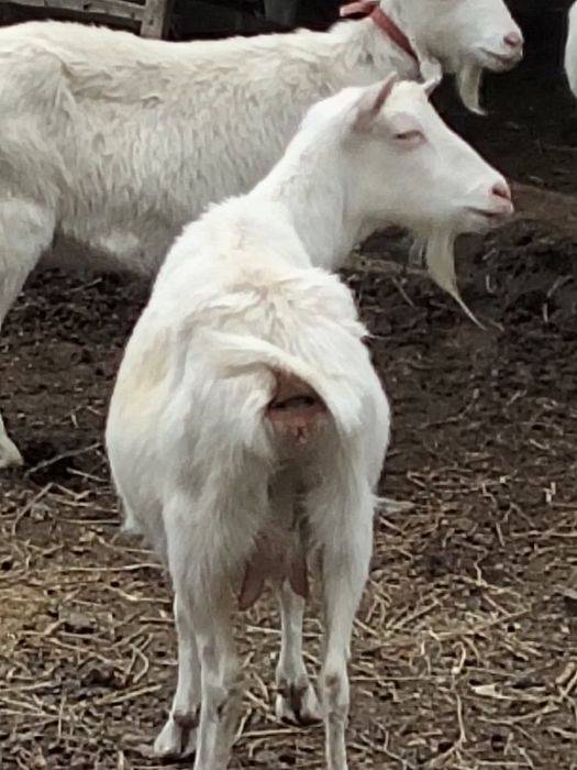 Заанен сутти ешкилер