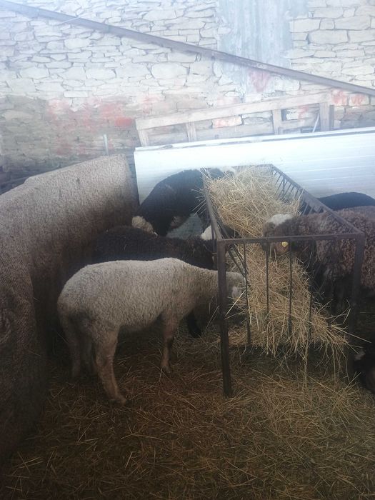 Агнета 20- 30 килограма