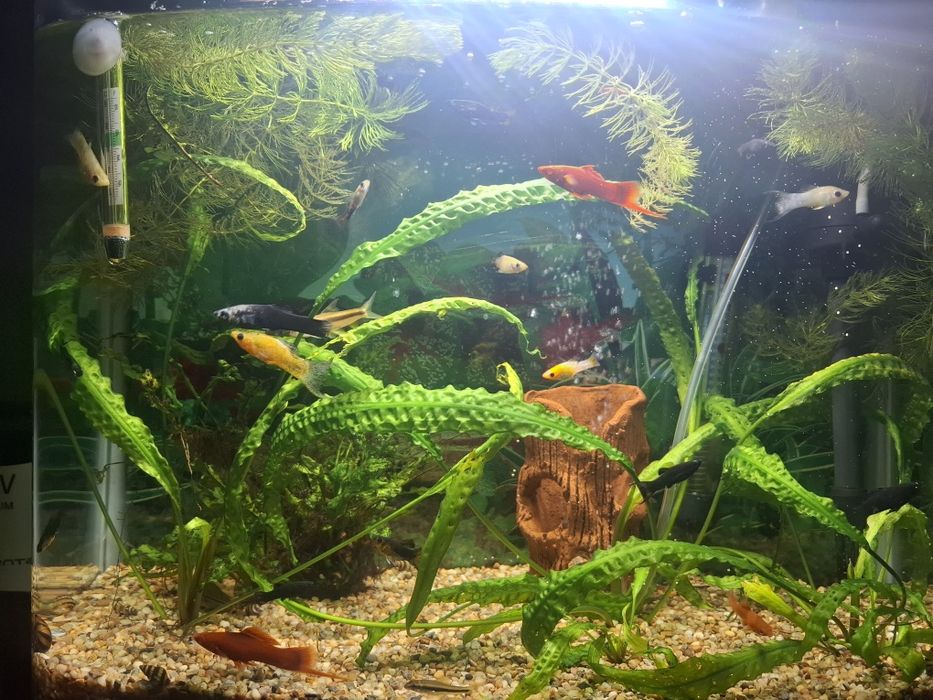 Продавам два  Аквариума