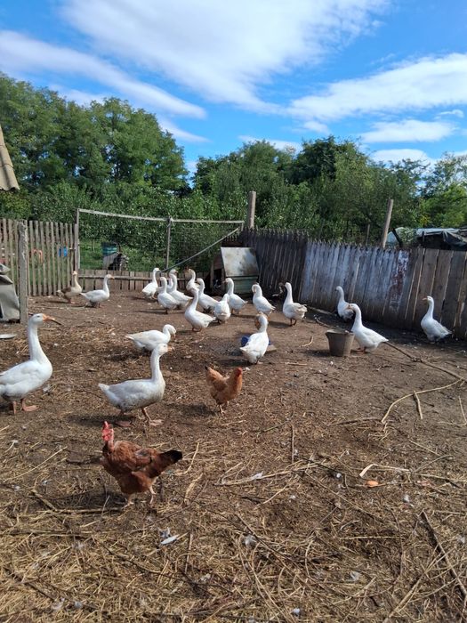 Gaste de tara crescute natural