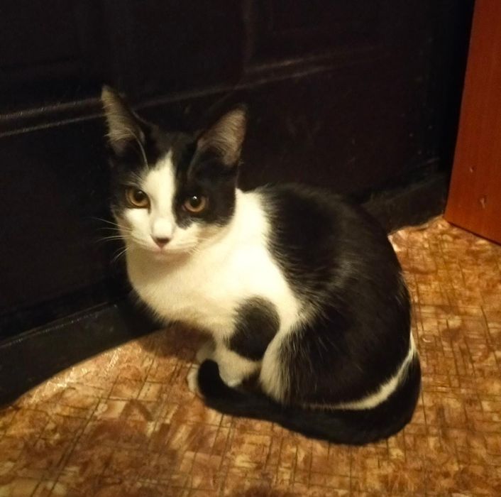 Отдам котят в хорошие руки