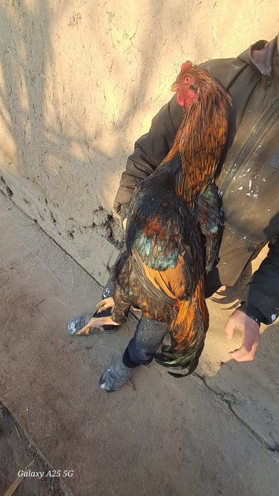 Dakan xoroz sotiladi