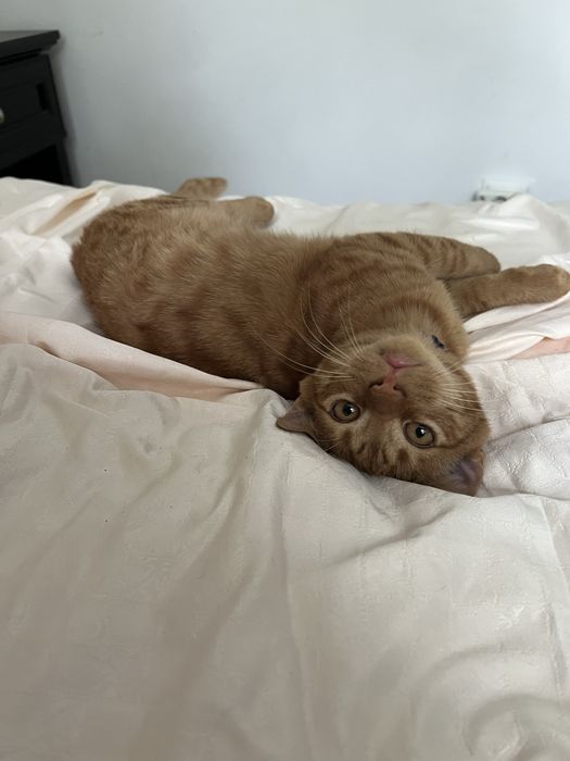 Pisic pentru adoptie Craiova