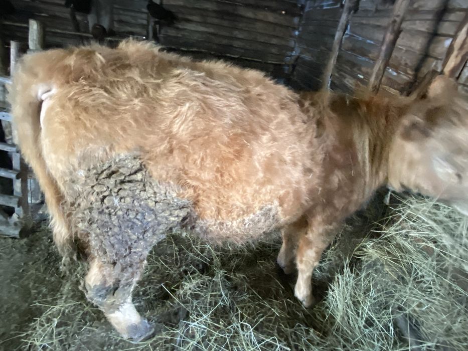 Продается 2бычка и один тёлка