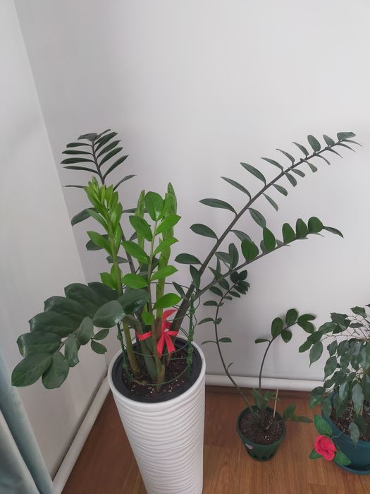 Замиокулькас 5 летний