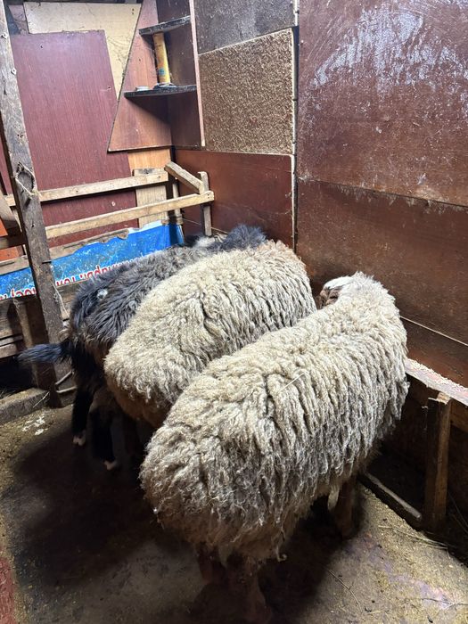 Сатуға семіз тоқтылар