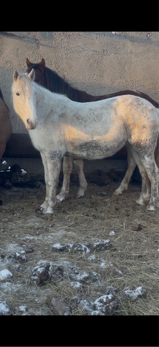 Продам кобылу на зарез стоит на откорме 9 лет