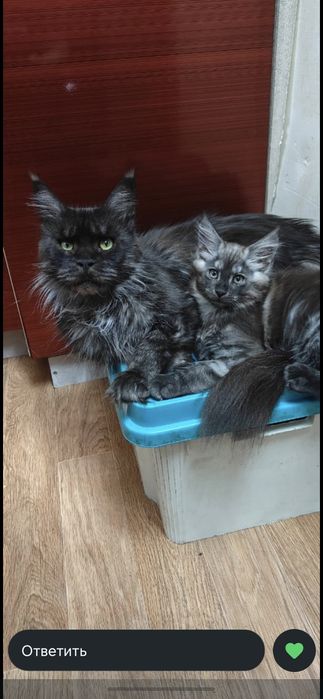 Мейн кун продажа