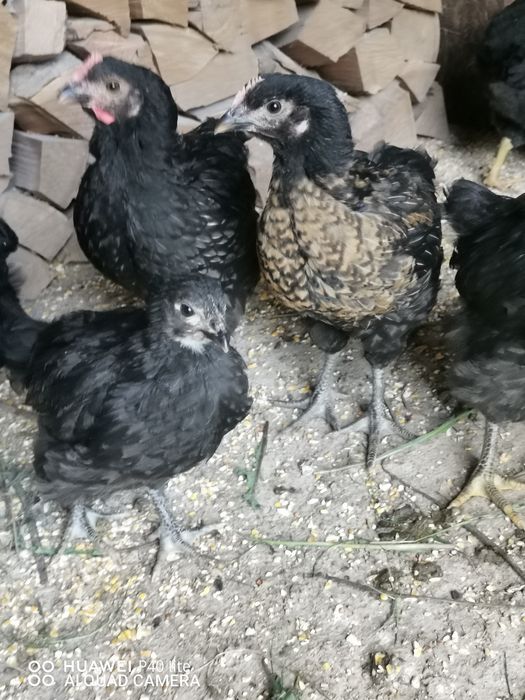 Pui de ţară crescuţi cu cereale