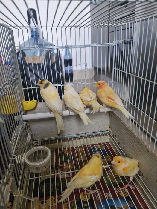 Canari lot 5 bucăți