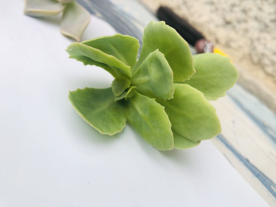 Микс сукуленти !