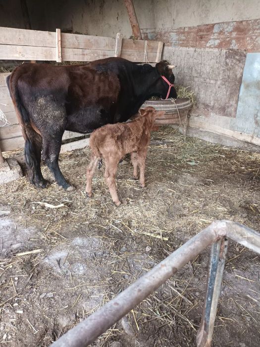 Ona  bola sigir sotiladi