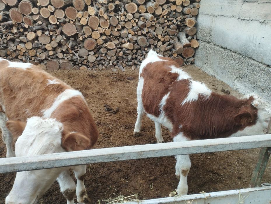 Smental turiga mansub mollar sotiladi 2 ta