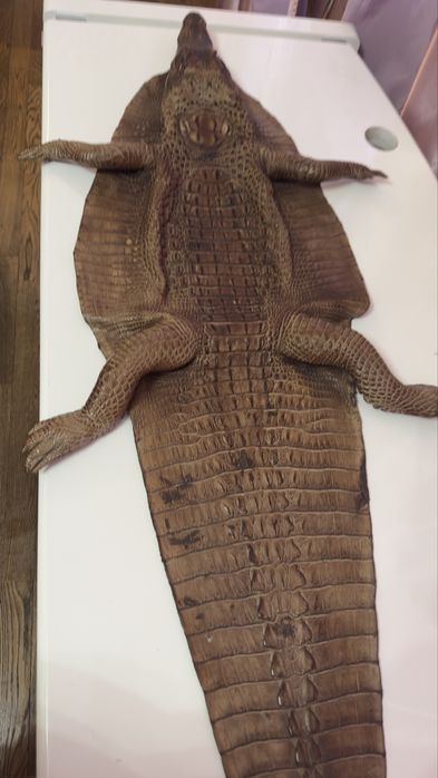 Кракодильчик  кракодил