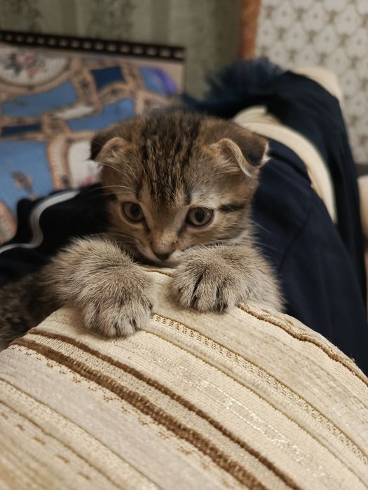 Вислоухие котята мальчики